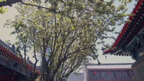 In spring ，Pear trees and pear blossoms in Matsu Temple，China Tinjin Stock Footage 140872973