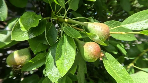 Spring, Pears  Developing on the Tree Stock Footage 256626574
