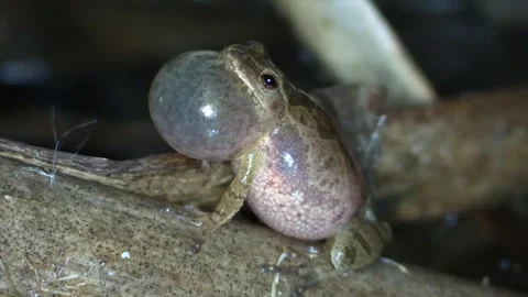 Spring peeper on cattail reed chirping close up side view Stock Footage 132578600