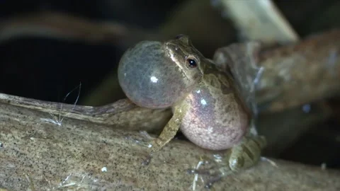 Spring peeper on cattail reed chirping close up side view with sound Stock Footage 132578603