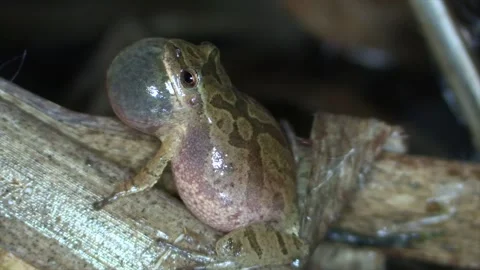 Spring peeper on cattail reed chirping close up side view with sound night Stock Footage 132578605