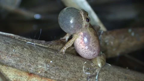 Spring peeper on cattail reed chirping with sound Stock Footage 132578607