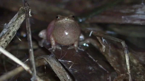 Spring peeper on cattail reed chirping close up facing camera Stock Footage 132579457