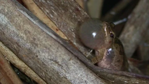 Spring peeper on cattail reed chirping close up side view at night with sound Stock Footage 132579532