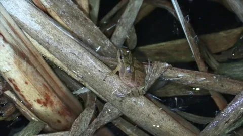 Spring peeper on cattail reed chirping zoom in Stock Footage 132579614
