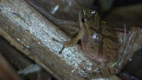Spring peeper on cattail reed close up view from behind Stock Footage 132579192