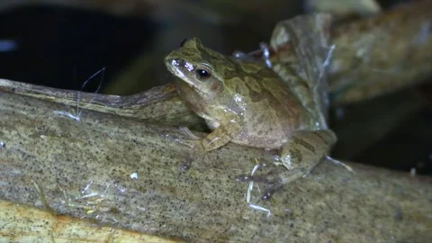 Spring peeper on cattail reed close up side view Stock Footage 132579493