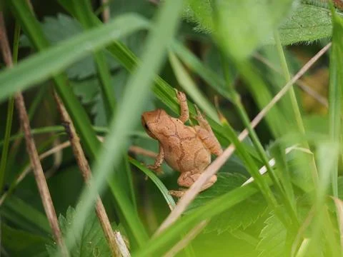 Spring peeper frog on green grass Stock Photos