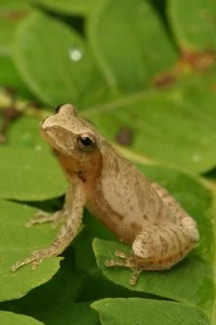 Spring peeper frog on leaf Stock Photos