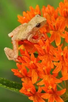 Spring peeper frog on orange milkweed flower Stock Photos