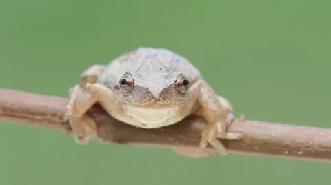 Spring Peeper Frog (Pseudacris crucifer) on a tree branch Stock Footage 49690279