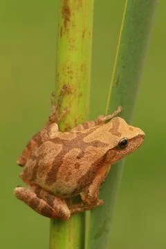 Spring peeper frog on reed Stock Photos