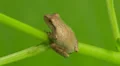 Spring Peeper (Pseudacris crucifer) 1 HD Footage