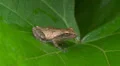 Spring Peeper (Pseudacris crucifer) 2 HD Footage
