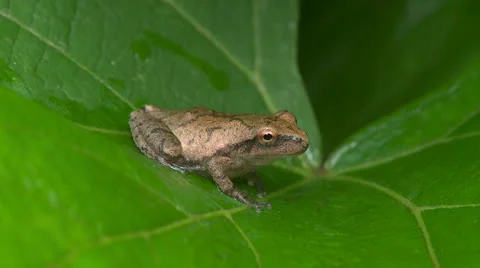 Spring Peeper (Pseudacris crucifer) 2 Stock Footage 25302404
