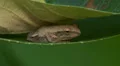 Spring Peeper (Pseudacris crucifer) 3 HD Footage