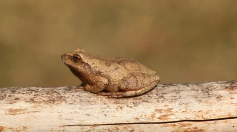 Spring Peeper (Pseudacris crucifer) Stock Footage 36439799