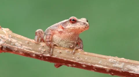 Spring Peeper (Pseudacris crucifer) Stock Footage 61309845