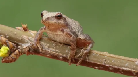 Spring Peeper (Pseudacris crucifer) Stock Footage 73120145
