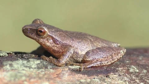 Spring Peeper (Pseudacris crucifer) Stock Footage 73931158