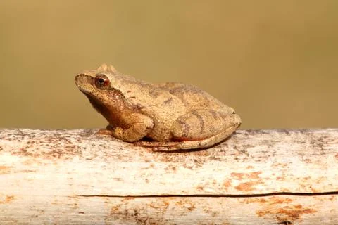 Spring peeper (pseudacris crucifer) Stock Photos