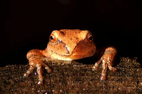 Spring peeper (pseudacris crucifer) Stock Photos