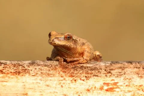 Spring peeper (pseudacris crucifer) Stock Photos