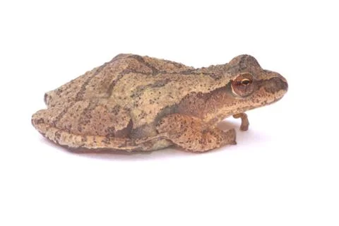Spring Peeper (Pseudacris crucifer) Stock Photos