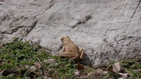 Spring Peeper Pseudacris crucifer small chorus frog amphibian up-close natural Stock Footage 339403375