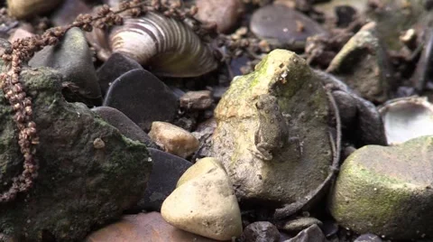 Spring peeper on river rock Stock Footage 53299215