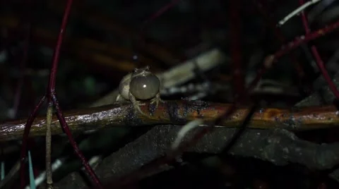 Spring Peeper Singing Video stock 54168834