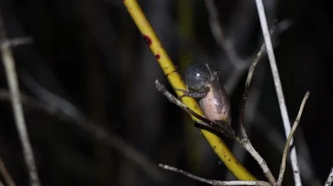 Spring Peeper on Twig Video stock 54168551