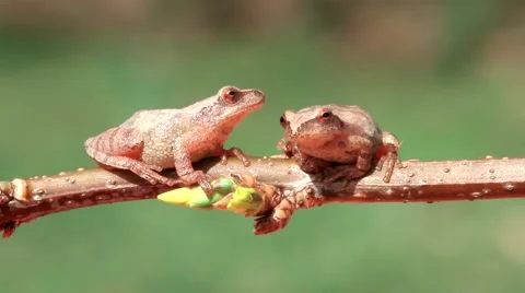 Spring Peepers (Pseudacris crucifer) Stock Footage 61310350