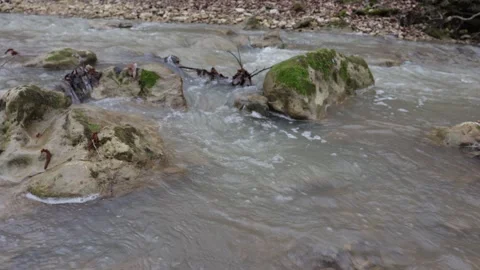 Spring period, park, shallow river in a mountainous area Stock Footage 274044709