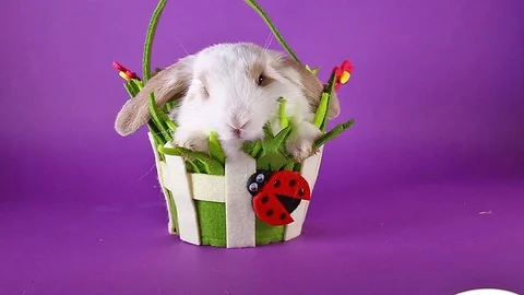 Spring pet rabbit in easter basket. Video stock 94351345