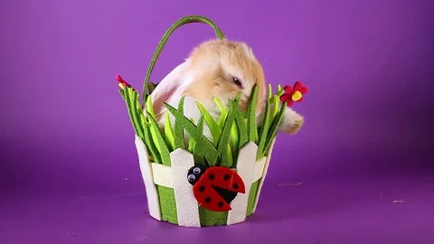 Spring pet rabbit in easter basket. Stock Footage 94351556