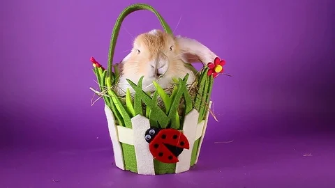 Spring pet rabbit in easter basket. Stock Footage 94351649