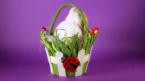 Spring pet rabbit in easter basket. Stock Footage 94351772