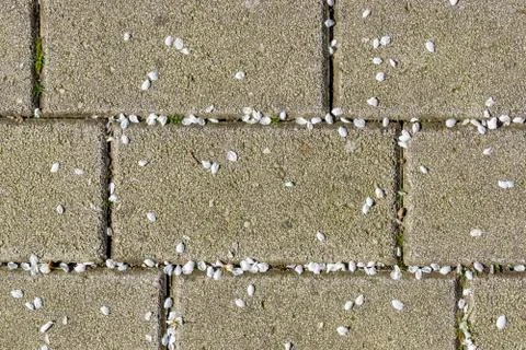 Spring petals Stock Photos