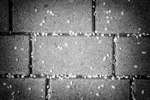 Spring petals Fotos de archivo