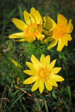 Spring pheasant's eye Stock Photos