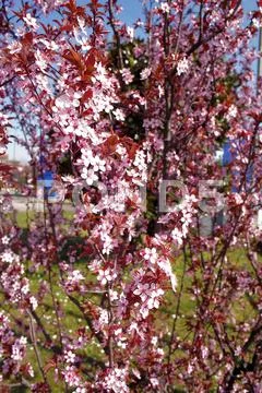 Spring Stock Photos