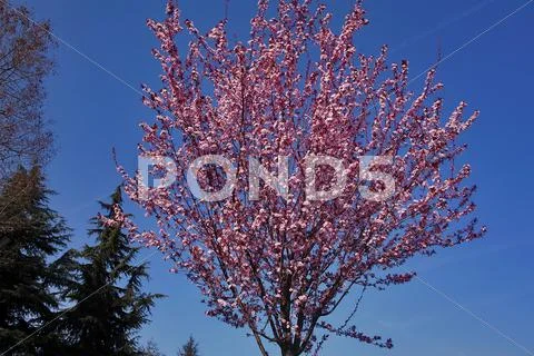 Spring Stock Photos