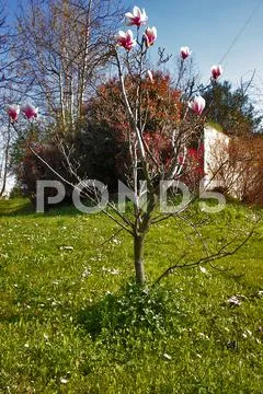 Spring Stock Photos