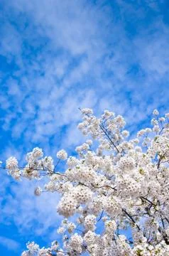 Spring Stock Photos