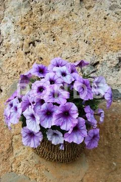 Spring Stock Photos