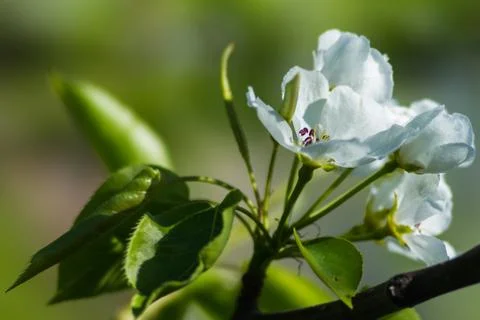 Spring Stock Photos