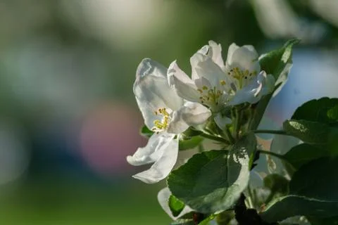 Spring Stock Photos