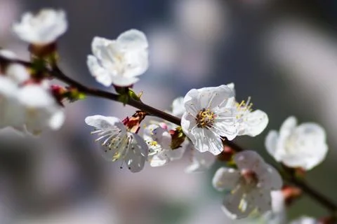 Spring Stock Photos