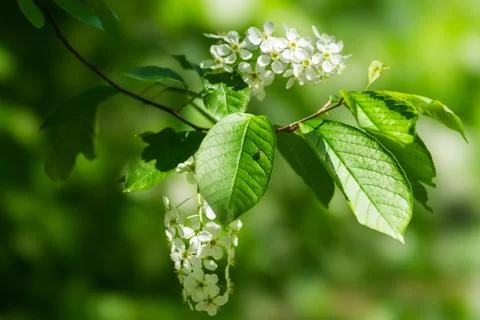 Spring Stock Photos